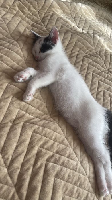 Кошечка ищет семью