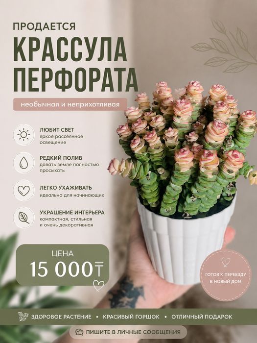 Продаётся суккулент карссула перфората