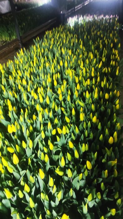 Тюльпаны оптом и в розницу