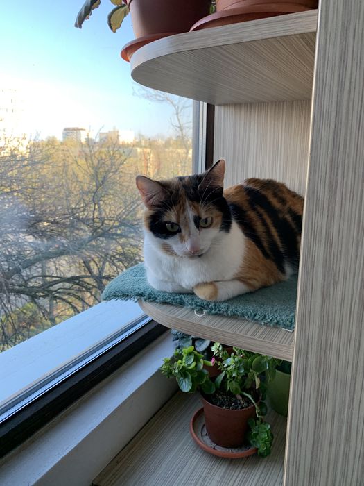 Ofer cazare pentru câini și alte animale de companie