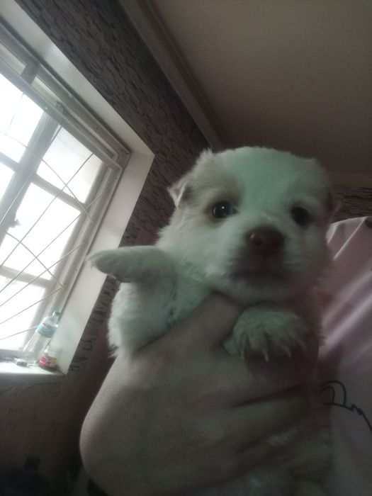 Kuchukcha hayda qilinadi