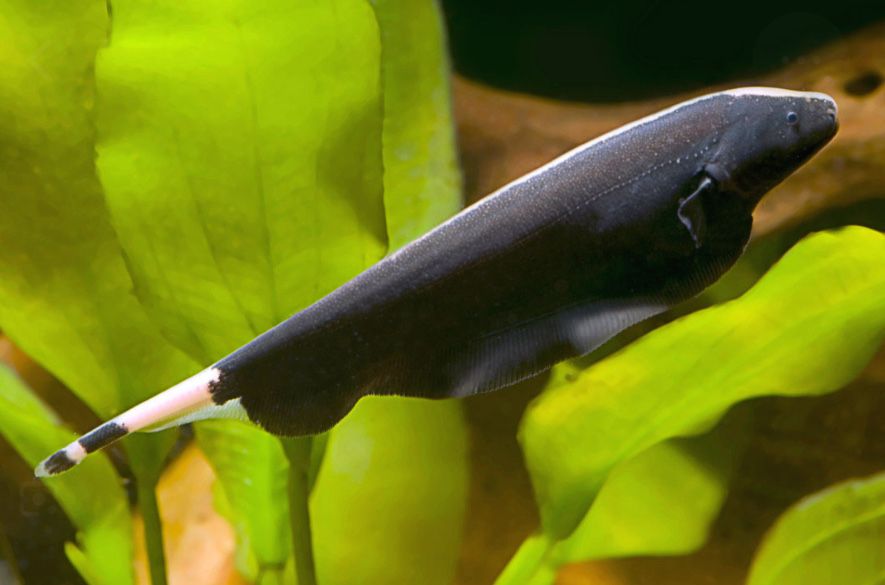 Продам рыбка нож