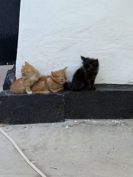 Отдам котят даром
