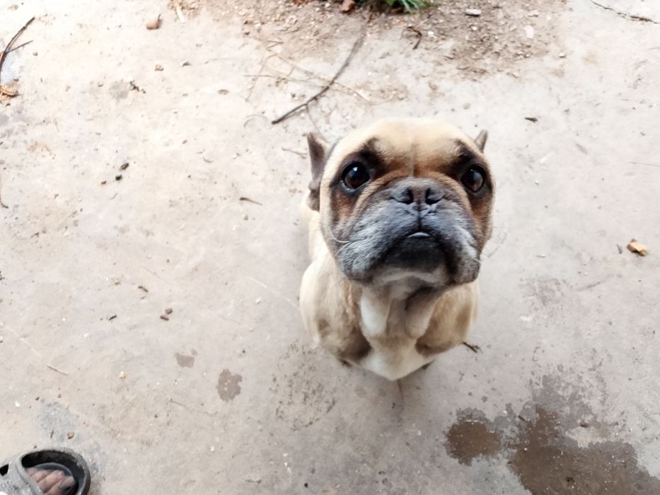 Френски булдок на 4години