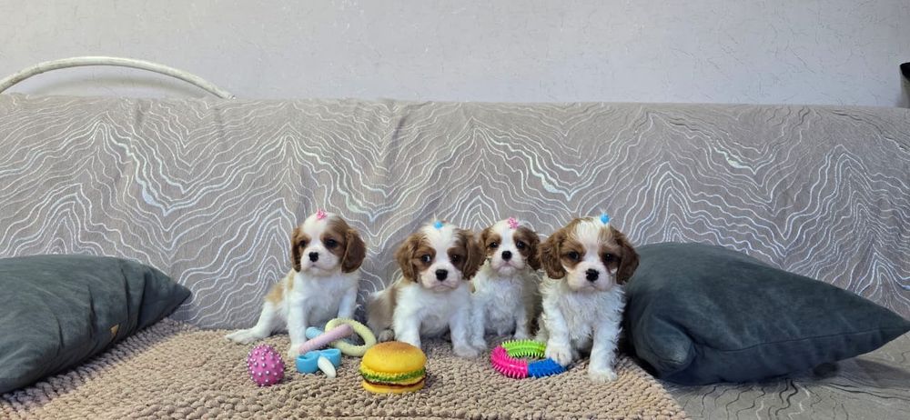 Необыкновенно красивые детки Кавалер Кинг Чарльз Спаниель