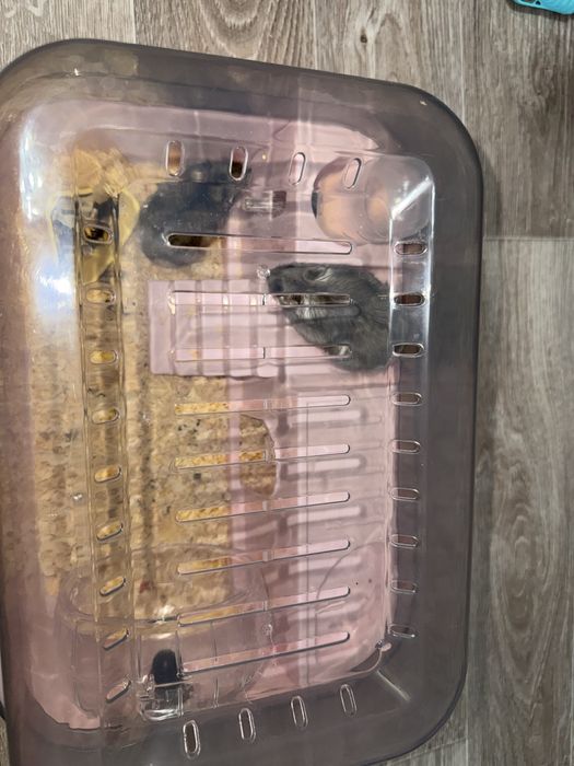 Хомяк мальчик и девушка