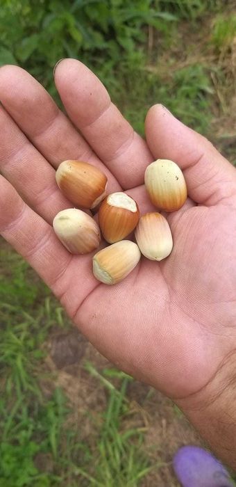 Саженцы фундука сортовые