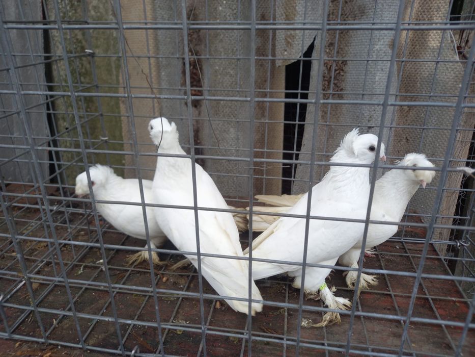 Porumbei dv, chingi, germani , diverse speci