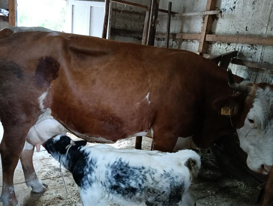 Cînd vaca de 7 ani cu vitea belgiana.Pret 12.000 negociabil