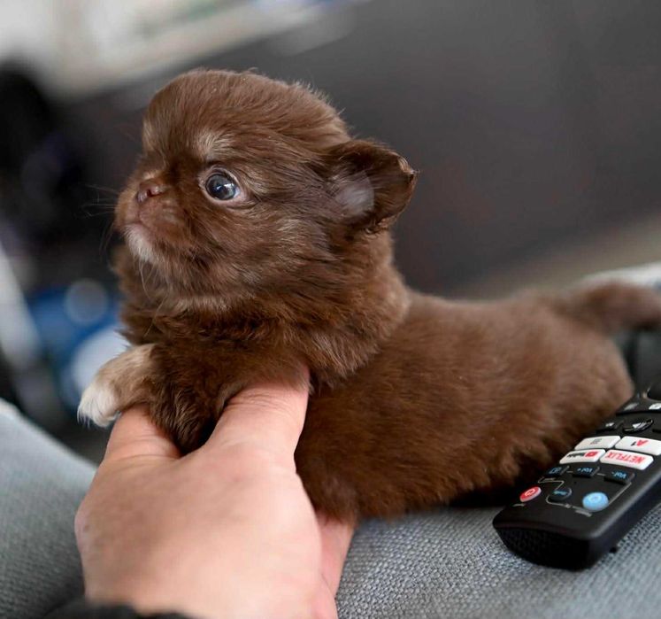 Мъжко дългокосместо миниатюрно шоколадов тен чихуахуа