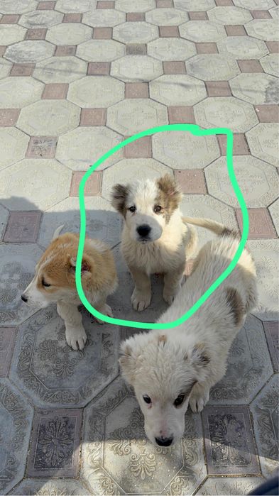 Тобет алабай кушік 5 ай