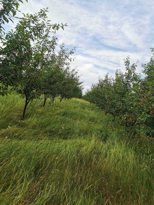 Vând livadă tânără pe rod