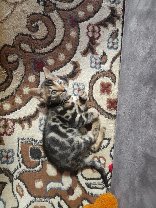 Продажа бенгальской пароды