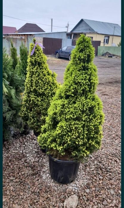 Ёлки,Туи  большой выбор