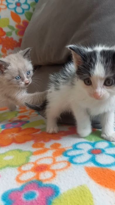 Отдам котят в добрые руки
