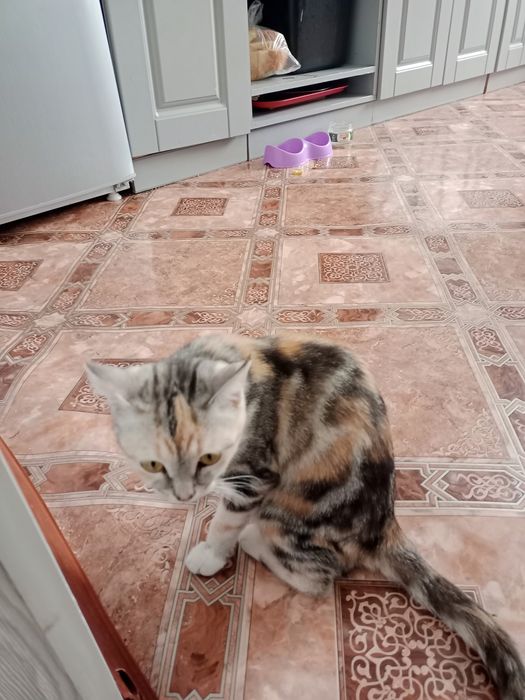 Отдам в хорошие руки