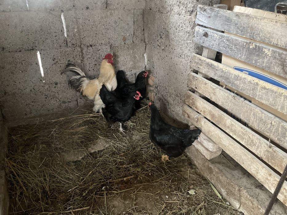 1 қораз 3 тауық сатылады