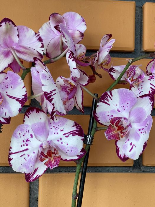 Орхидеи орхидея цветы