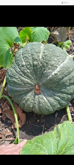 Продам Семена тыквы жаба