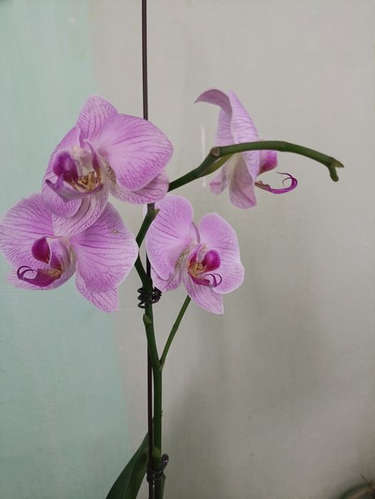 Фаленопсис цветущий