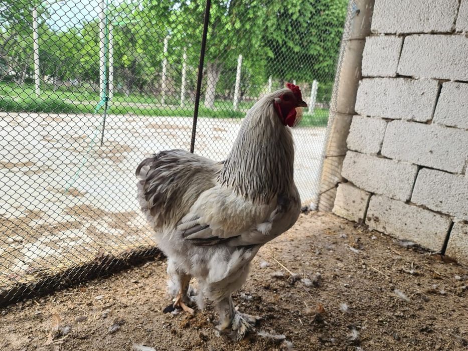 Инкубационные яйца полубрама