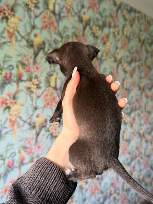 Чихуахуа мальчик