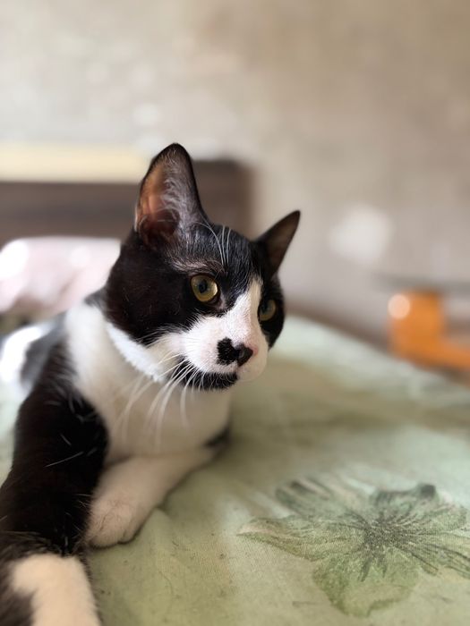 Две мъжки котета търсят любящ дом