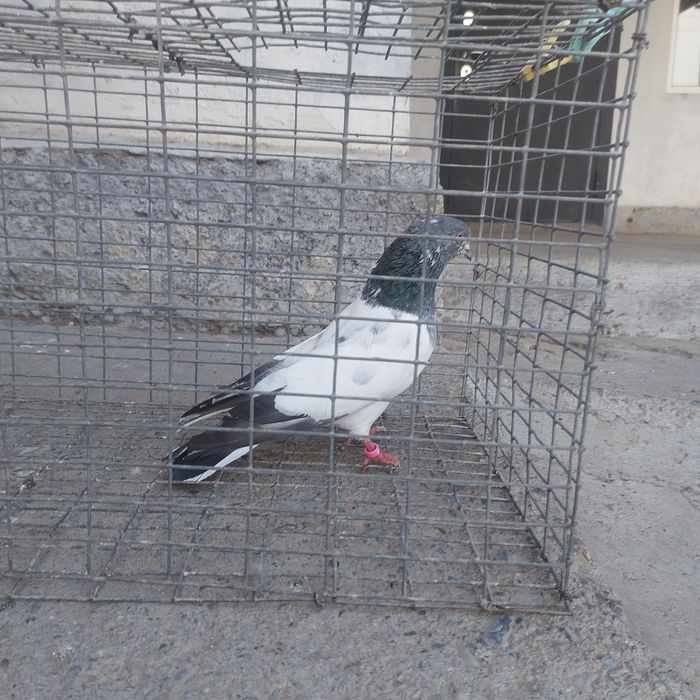 Пакистан кобрашей самец летный 6.7 час