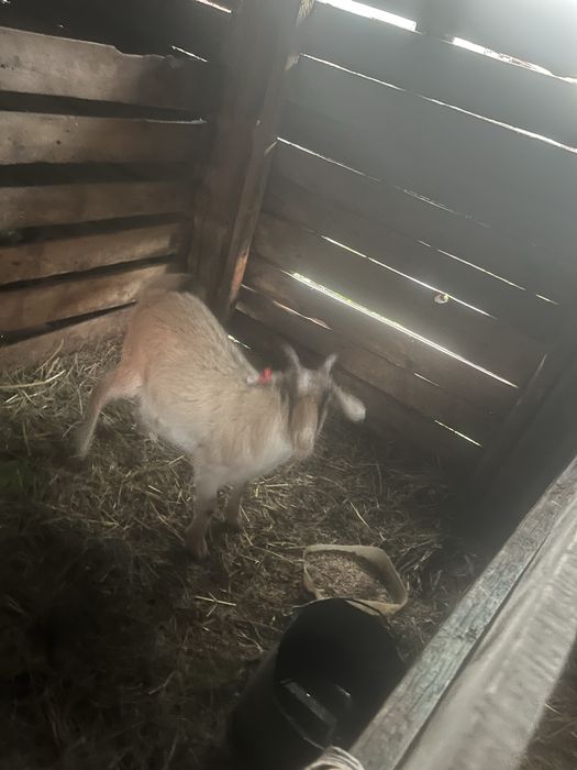 Продам коз и козла