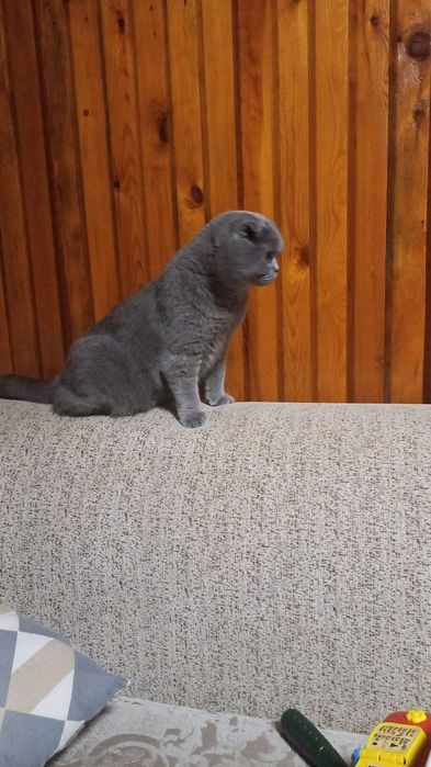 Шикарные чистокровные котята