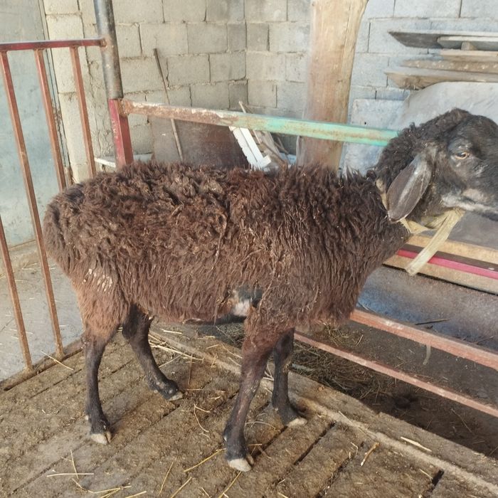 Саулық сатылады.