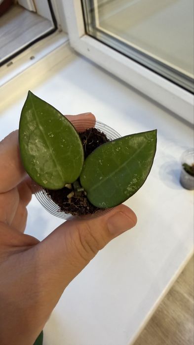 Хойя Вертицилата блэк марджин