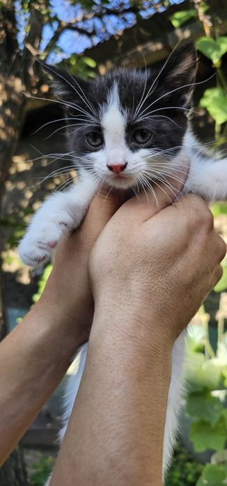Бесплатно.  Котята