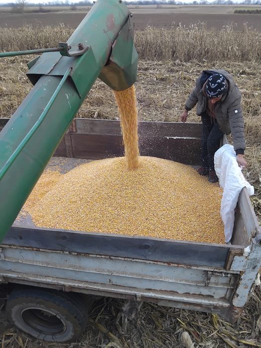 Vând porumb cu umiditate 16 .1leu kg