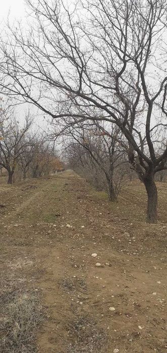 Ўтин, ўрик дарахти 18-21 йиллик