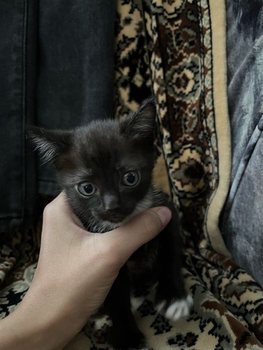 Прелестные котята