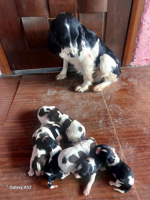 Продам русский спаниель