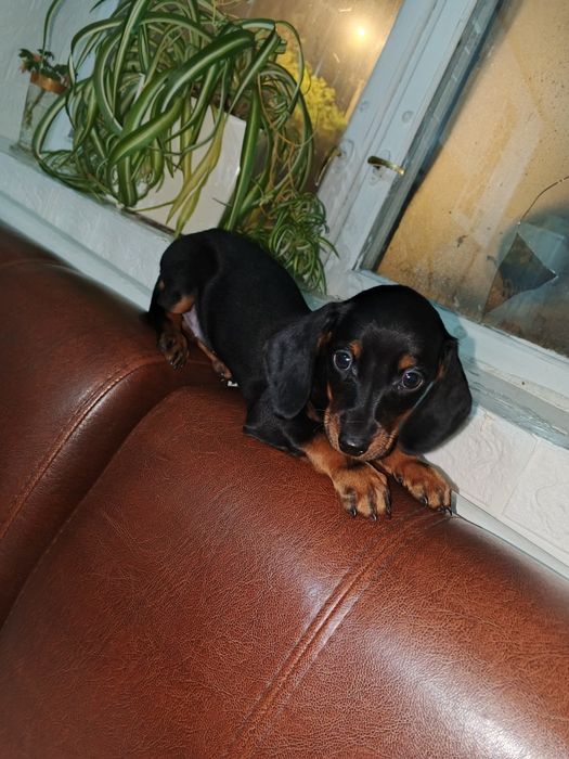 Продам щенка девочку породы Таксы