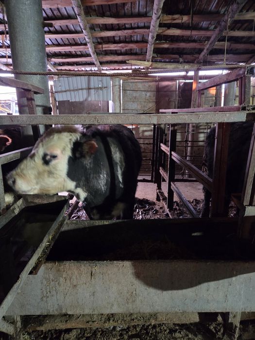 Продажа скота бычки