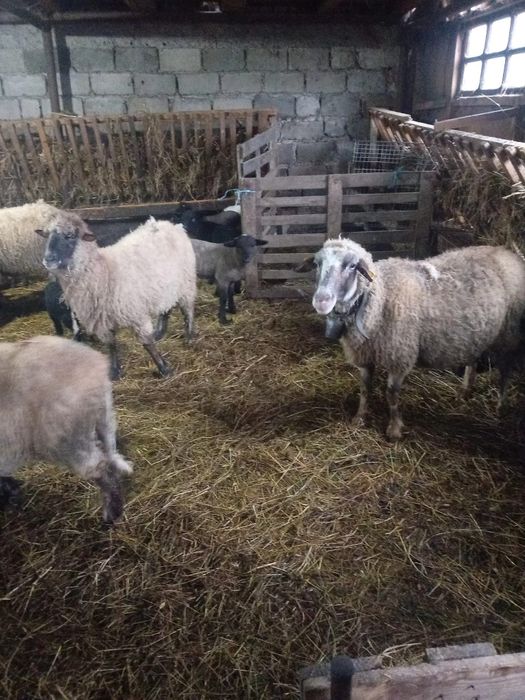 Vând oi cu miei lângă ele