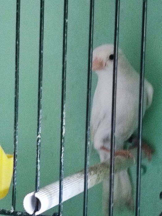 Canari de vanzare