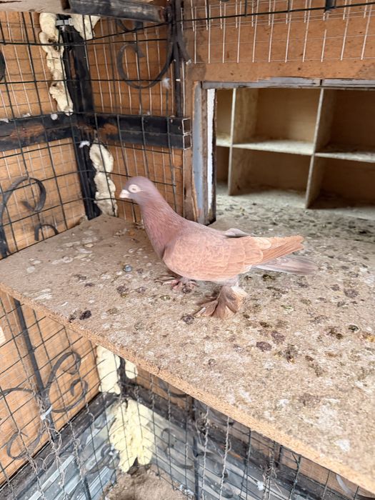 Голуби красные с игрой и летом.