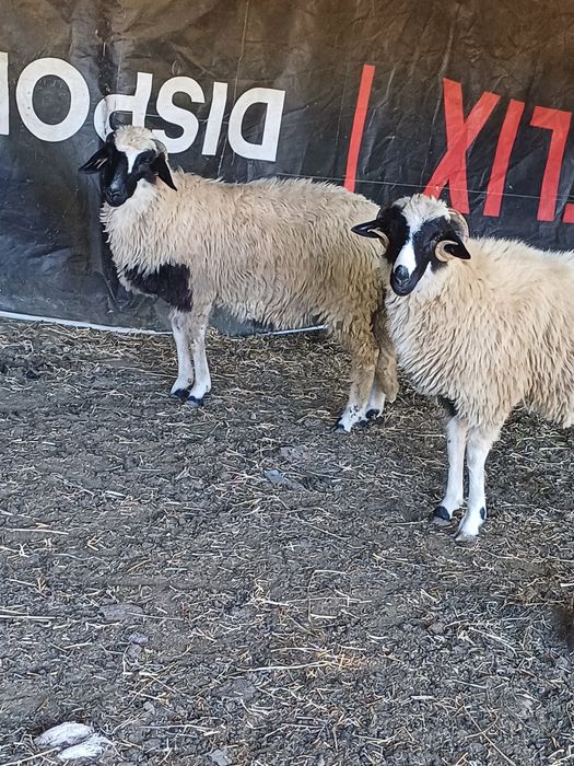 Vând o miala  și un berbecuț