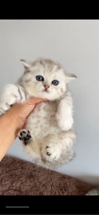 СРОЧНО! Шотландский котенок Серебристая шиншилла! Дешево!