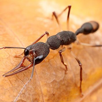 Муравьи Венаторы на заказ!