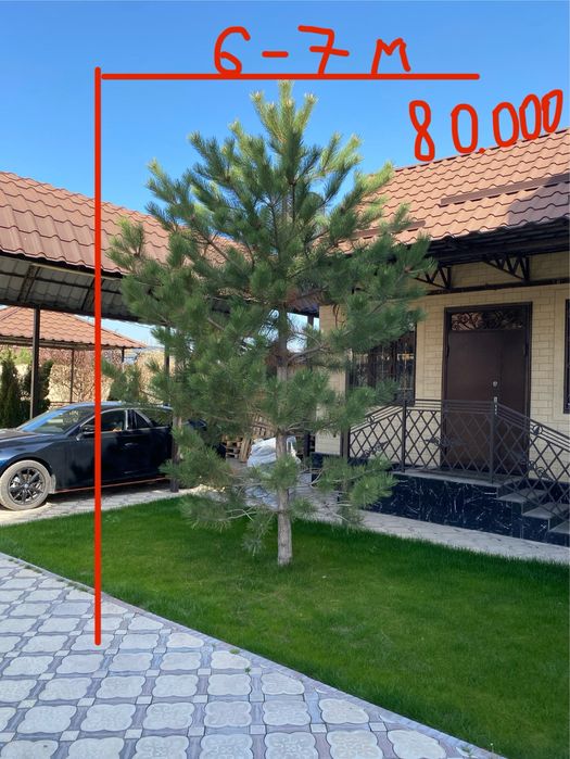 Елки и Деревья