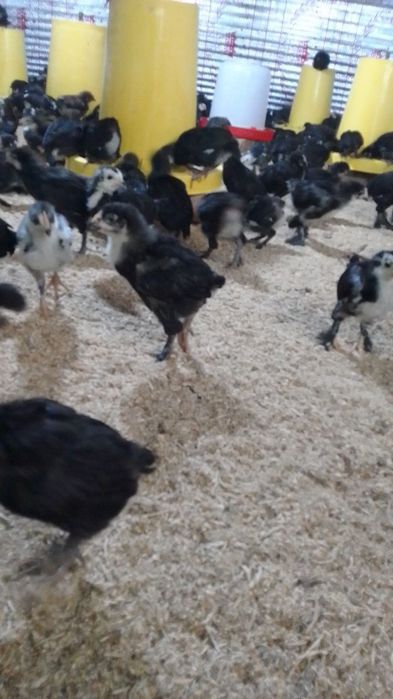 Anjon qora joʻjalari