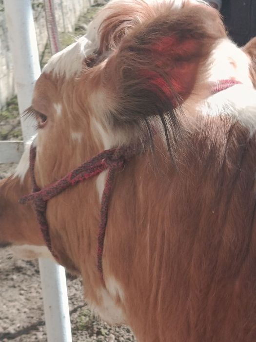 Semental simental сементал