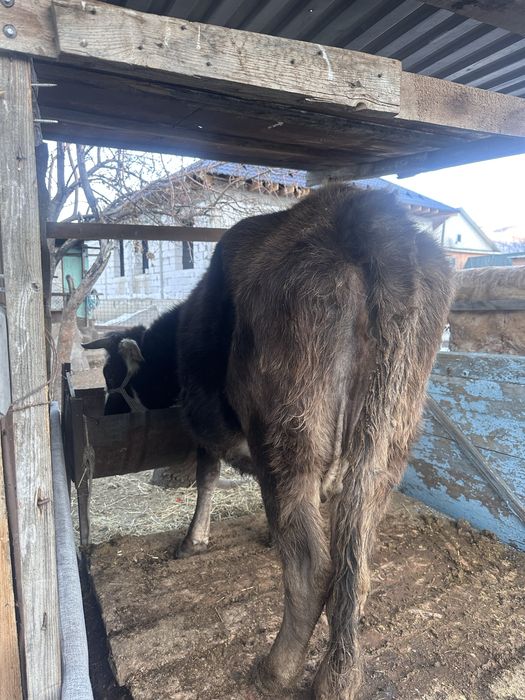 Семіз сиыр.