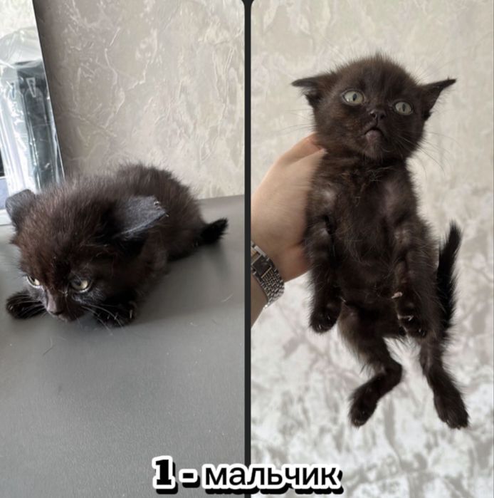 Котята вислоухие